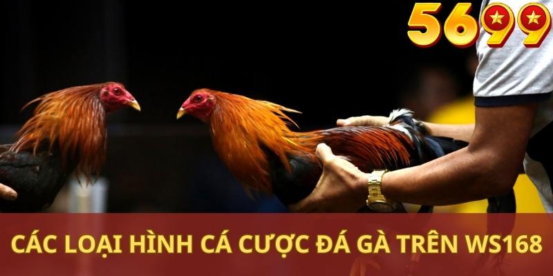 Phân tích các loại hình cá cược đá gà trên WS168